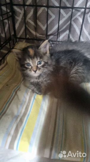 Котенок в дар