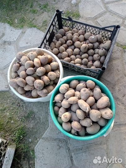 Продам семенной картофель