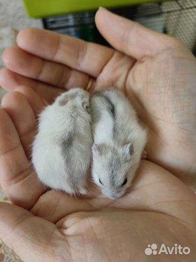 Джунгарский хомяк