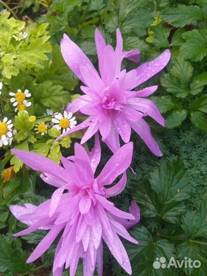 Дендробиум