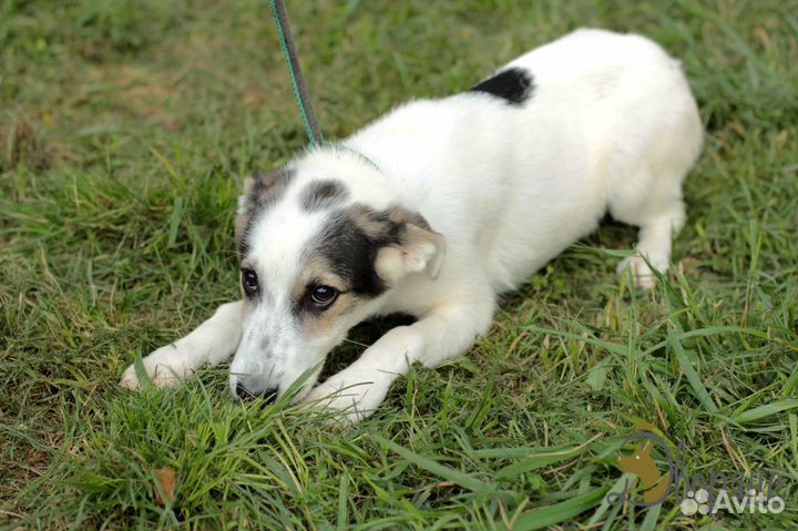 Скромняга Бертранд в дар