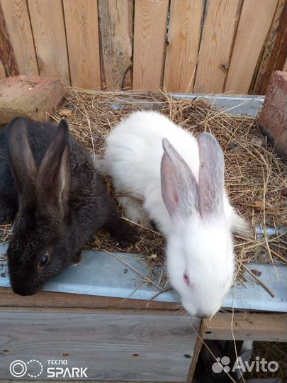Продажа кроликов