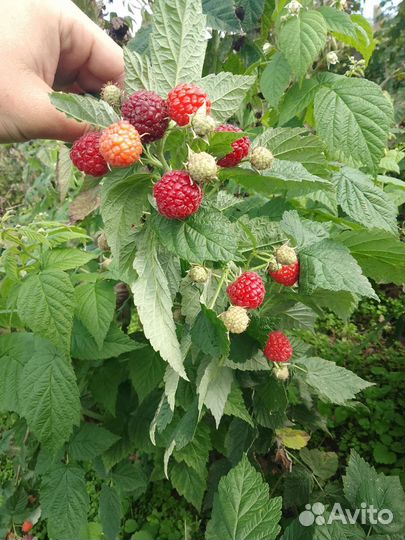 Саженцы малины