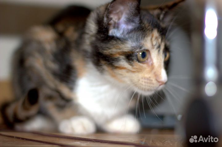 Трёхцветная Фисташка ищет дом