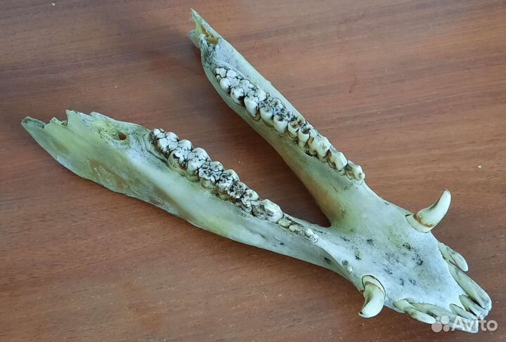 Клыки кабана (имитация)