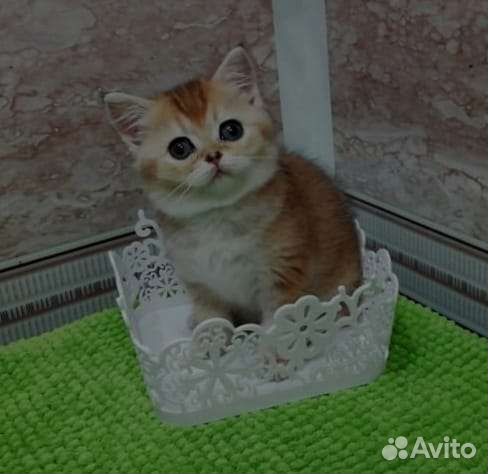 Веселая детвора