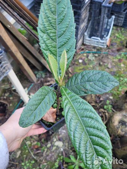 Саженцы мушмулы