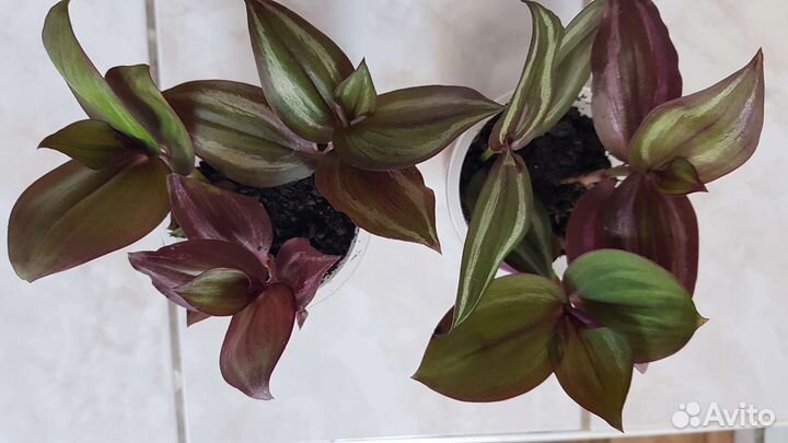 Традисканции 3 видов