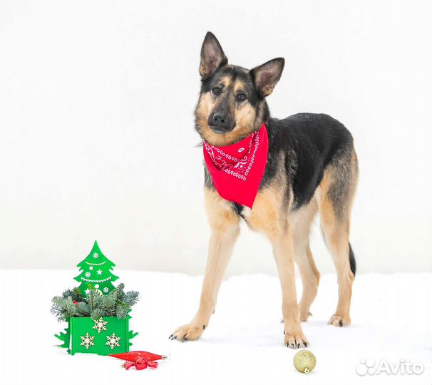 Собака в семью