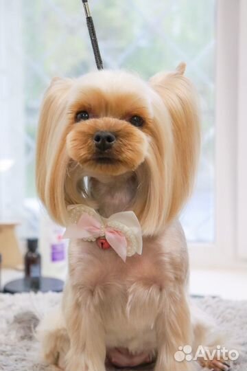 Стрижка собак и кошек. Груминг