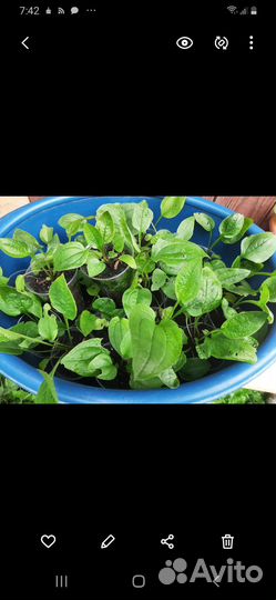 Эхинацея пурпурная рассада