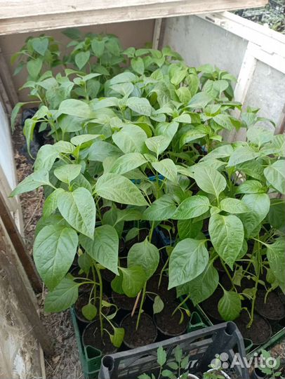 Рассада сладкого перца