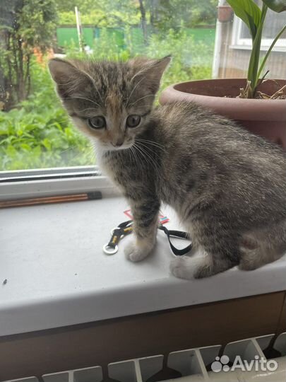 Отдам котенка