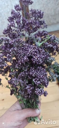 Чабрец лимонный и другие травы