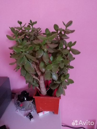 Продам комнатный цветок (Денежное дерево)
