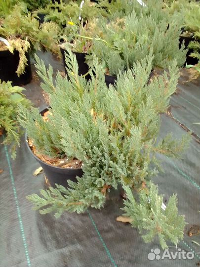 Можжевельник