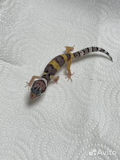 Пятнистый эублефар