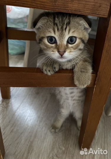 Шотландские котята