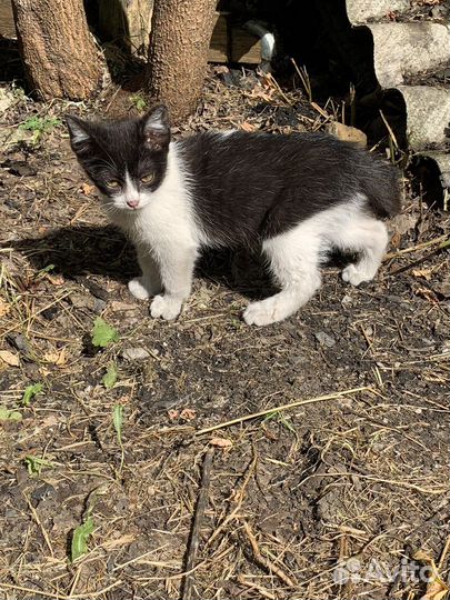 Котенок