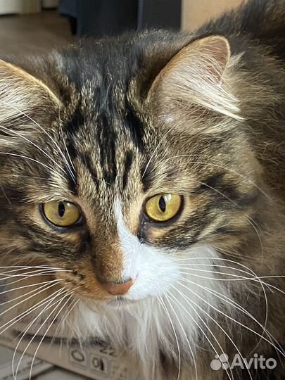 Отдам кошку Милку