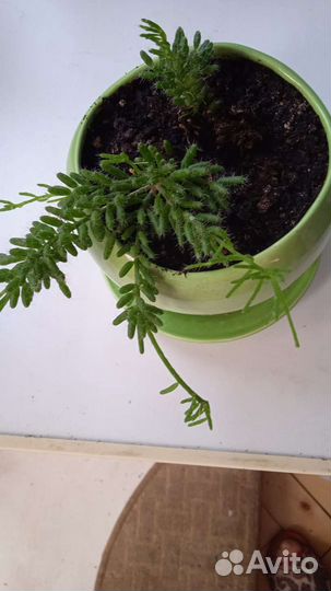 Колумнея, рипсалис, хоя, фикус Бенджамина