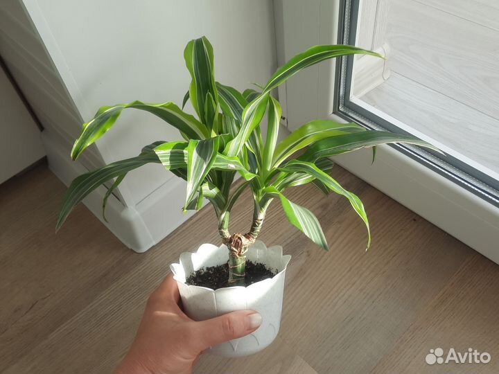 Драцена Лимон Лайм