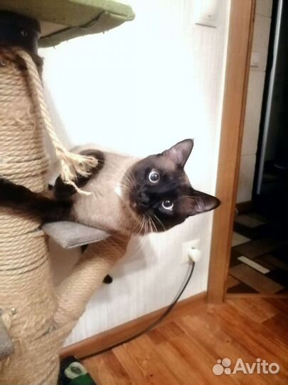 Кот вязка