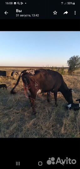 Корова высокоудойная