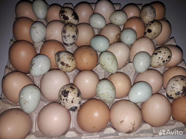 Продам яйцо домашнее куриное и перепелиное