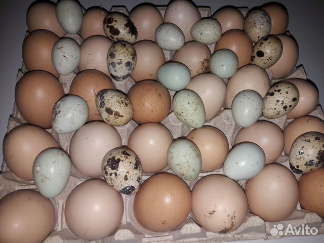 Продам яйцо домашнее куриное и перепелиное