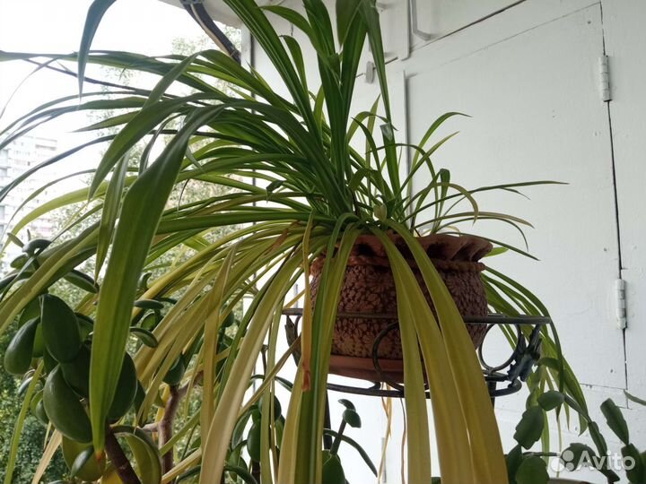 Горшок для цветов