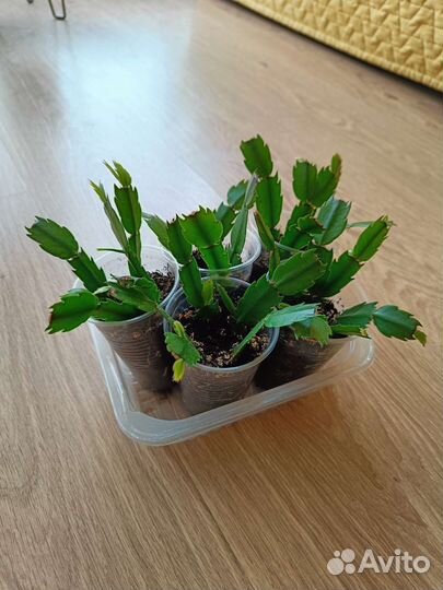 Декабрист, антуриум