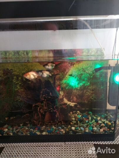 Аквариум