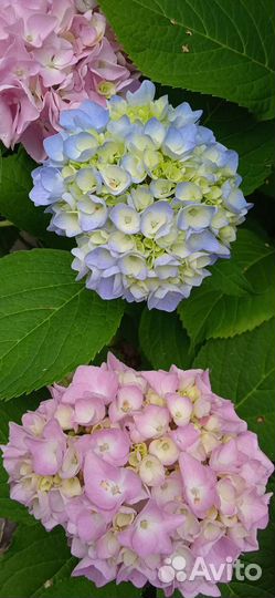 Гортензия крупнолистная