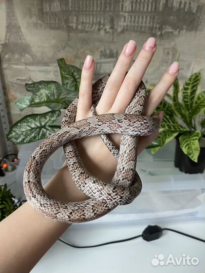 Маисовый полоз самец Cinder с террариумом