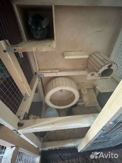Клетка с шиншиллами