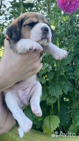 Щенки бигль