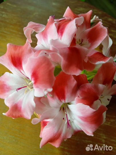 Королевская пеларгония