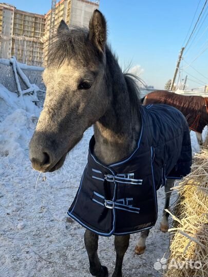 Жеребенок