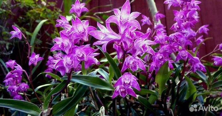 Орхидея Ваниль вариегатная и Дендробиум Кинга