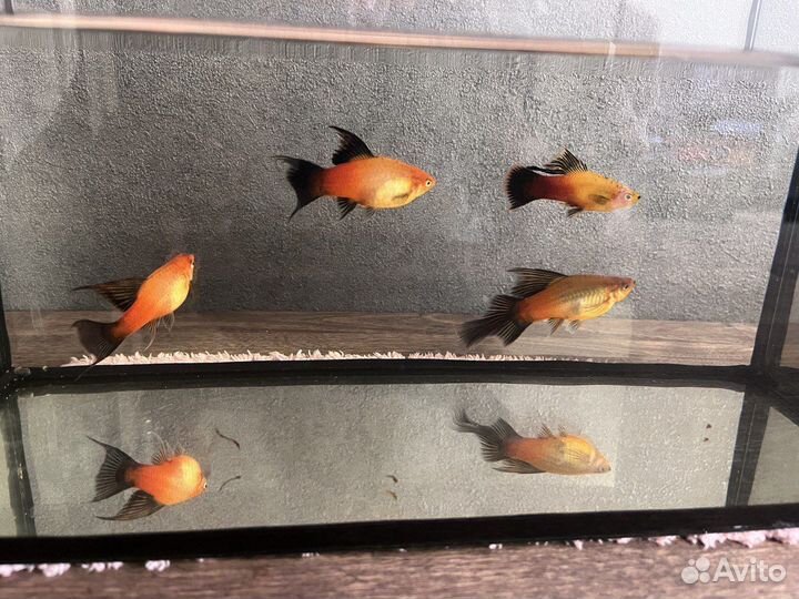 Пецилия Сансет,Меченосец Кохаку,Гуппи