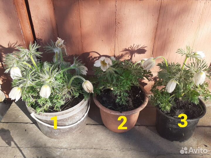 Прострел саженцы