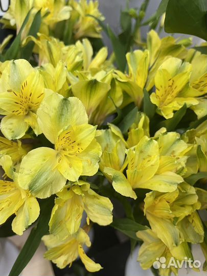 Альстромерия на букет