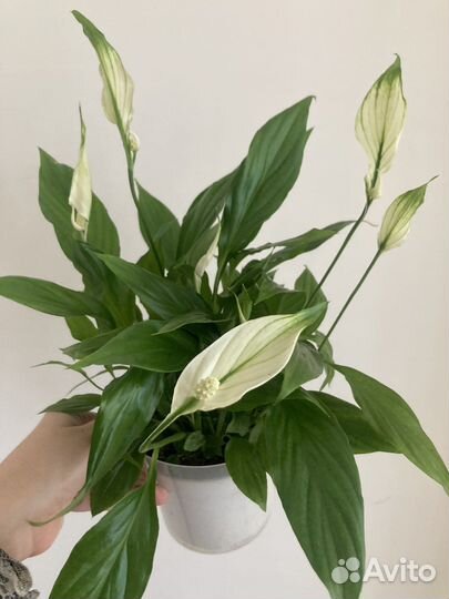 Замиакулькас,цикас