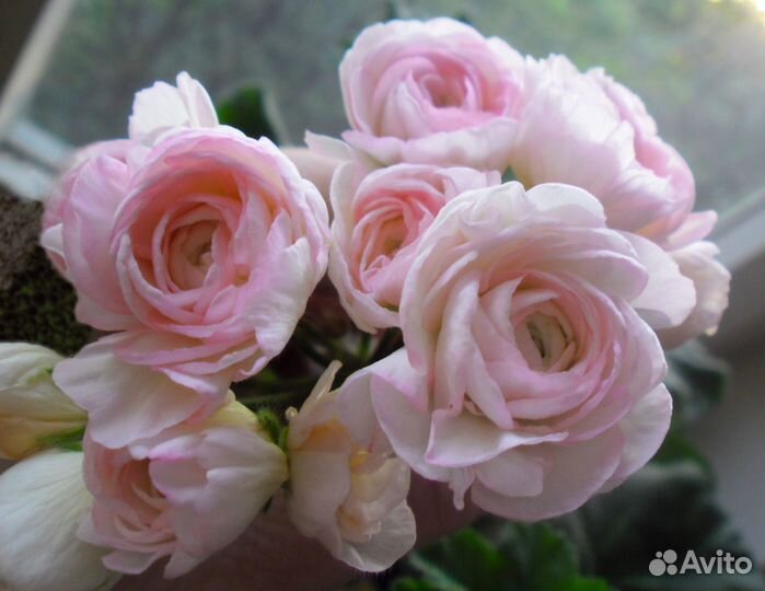 Герани сортовые