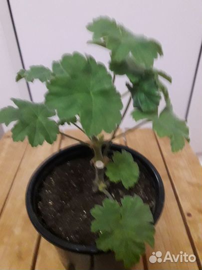 Пеларгония Леона Галактика