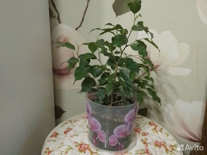 Фикус бенджамина