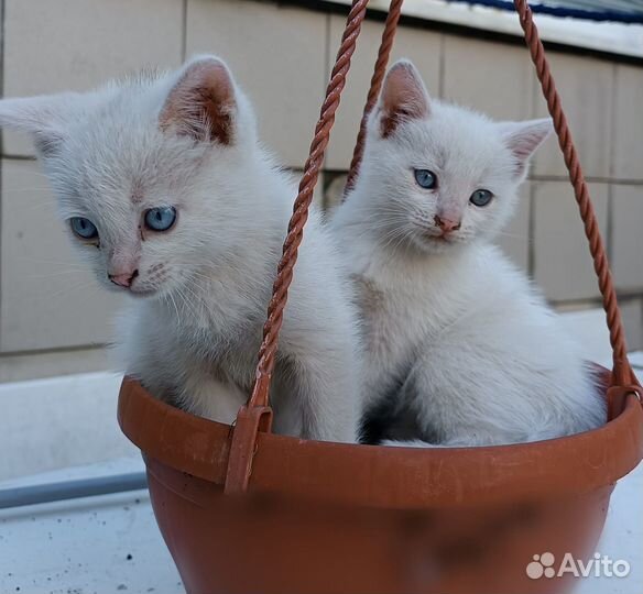 Отдам котят в добрые руки