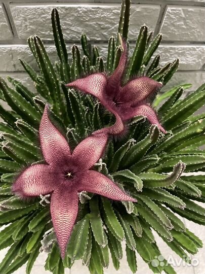 Суккулент Стапелия (отростки)