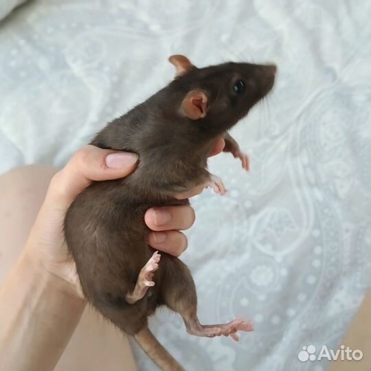 Крысы Дамбо с клеткой